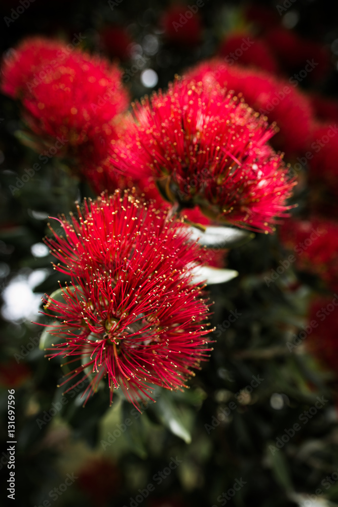 Pohutukawa flower macro Pohutukawa flower macro