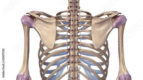 фотографія Skeleton with ligaments