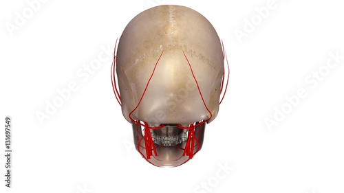 .Skull with Arteries posterior view