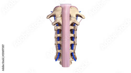 Cervical spine with ligaments and Veins anterior view