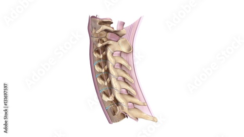 Obraz na płótnie Cervical spine with ligaments lateral view