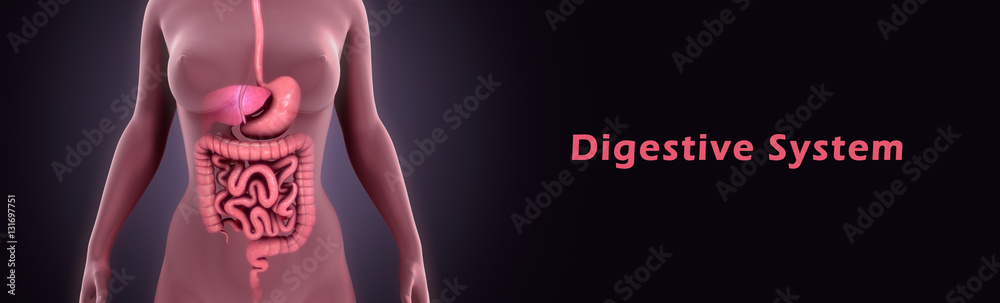 Digestive system - obrazy, fototapety, plakaty 