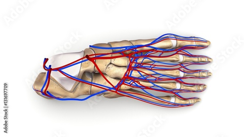 Foot bones with blood vessels top view