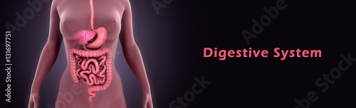 Digestive system photo