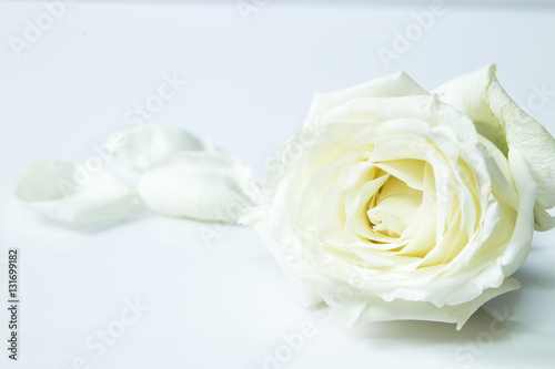 Fresh white rose flower on white background