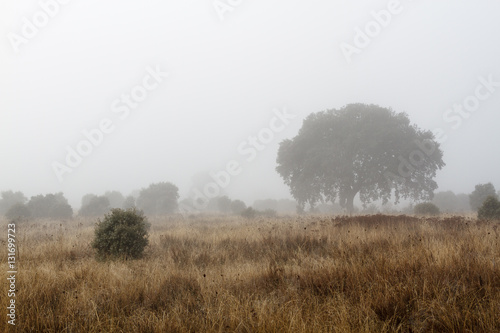 Campo en invierno con encinas y niebla. Quercus ilex.