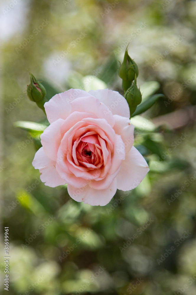 Pink Rose Pink Rose