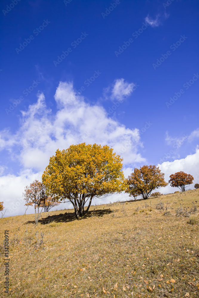 Fototapeta premium In autumn, trees on the hillside