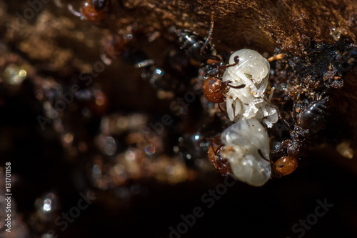 Red head ant honeypot Myrmecocystus close up macro queen photo