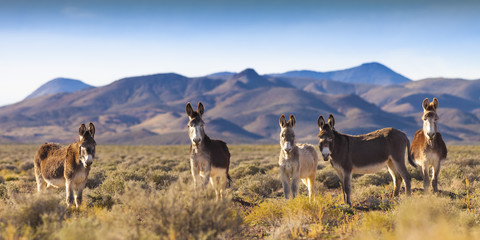 Fotobehang Ezel Wilde ezels in Nevada landschap  © neillockhart