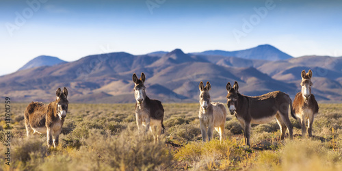 Wild Burros in Nevada Landscape