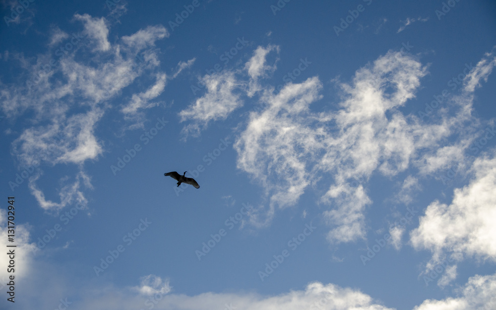 Large bird gliding below wispy clouds Large bird gliding below wispy clouds