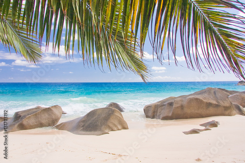 Seychelles  plage cocotiers de r  ve