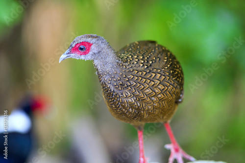 Swinhoe's Blue Pheasant, female