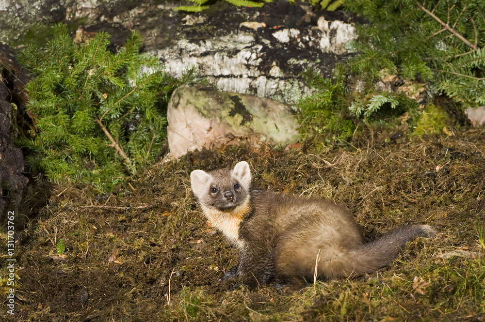 Fototapeta premium Pine Marten
