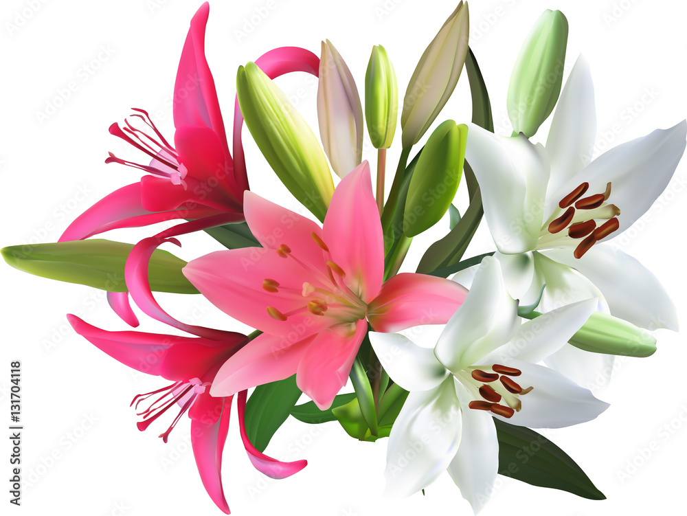pink and white isolated bunch of lily flowers