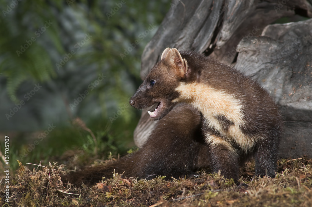 Pine Marten Pine Marten