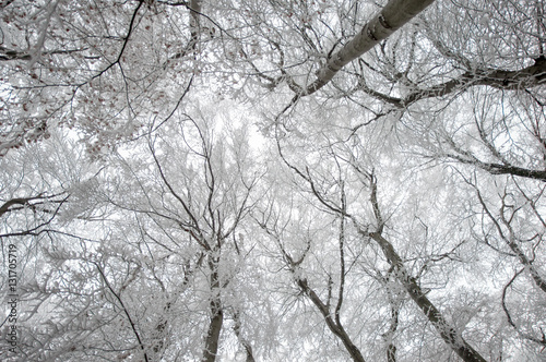 The top of rimy forest trees leaning together