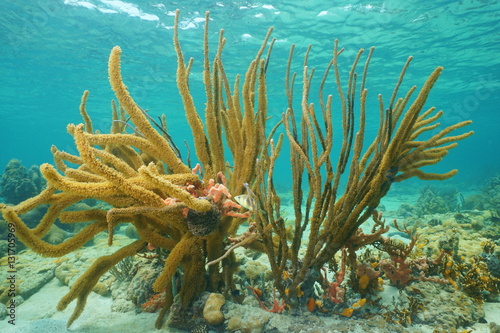 Gorgonian porous sea rod, soft coral, Pseudoplexaura, underwater on a shallow seabed, Caribbean sea, Mexico 