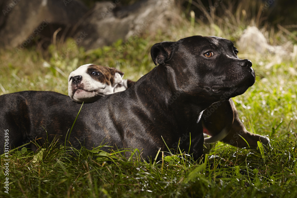 Relaxing adult Staffordshire bull terrier dog with little friend
