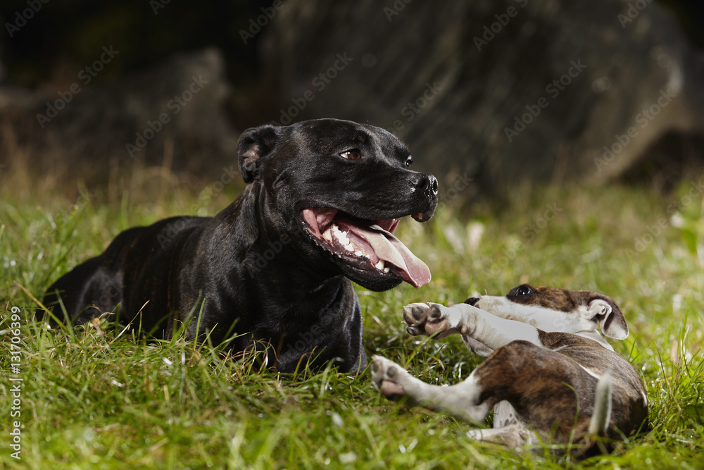 Playing adult Staffordshire bull terrier dog with little friend