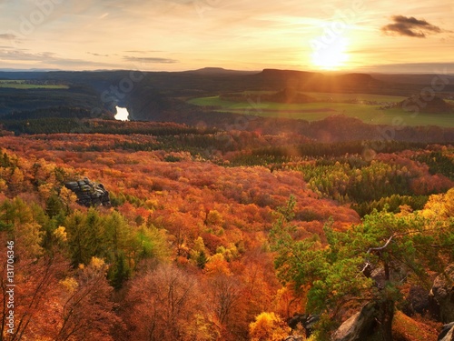 Fresh vivid colors of autumnal forest. View over birch and pine forest