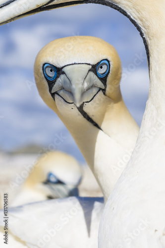 Cape Gannet looking at camera, West Coast National Park, South Africa