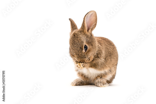 Isolated Image of a brown baby rabbit