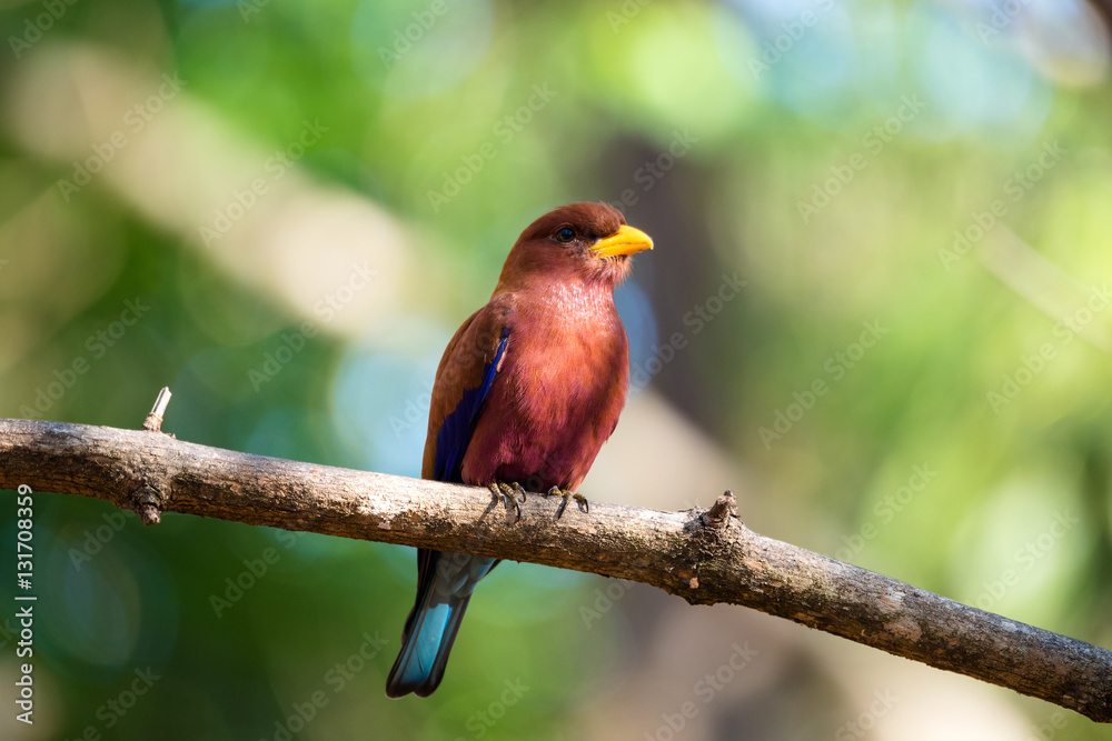 Obraz premium Bird Broad-billed Roller (Eurystomus glaucurus) Madagascar