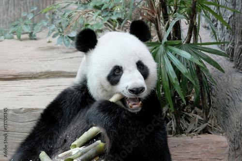 Panda in Thailand
