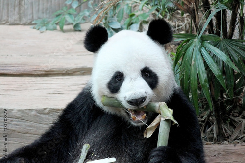 Panda in Thailand