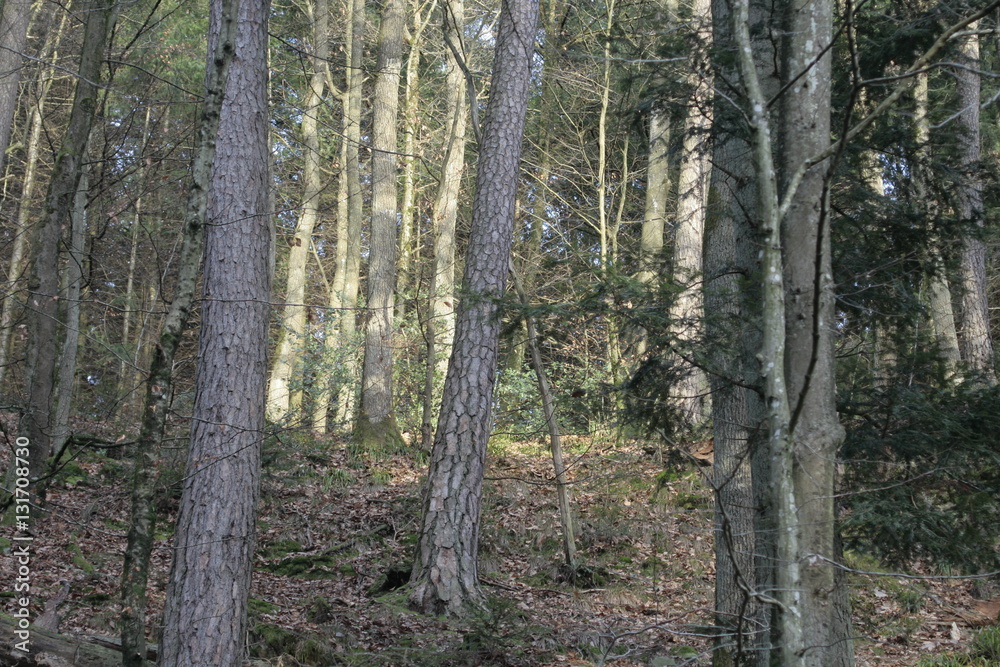 Wälder im Hotzenwald bei trübem Wetter Wälder im Hotzenwald bei trübem Wetter