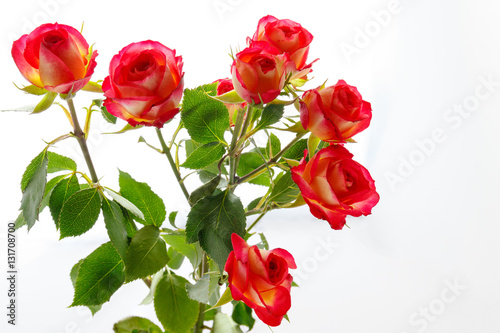 Red roses on a white background