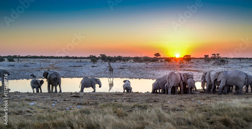 Photography Elephant herd sunset waterhole