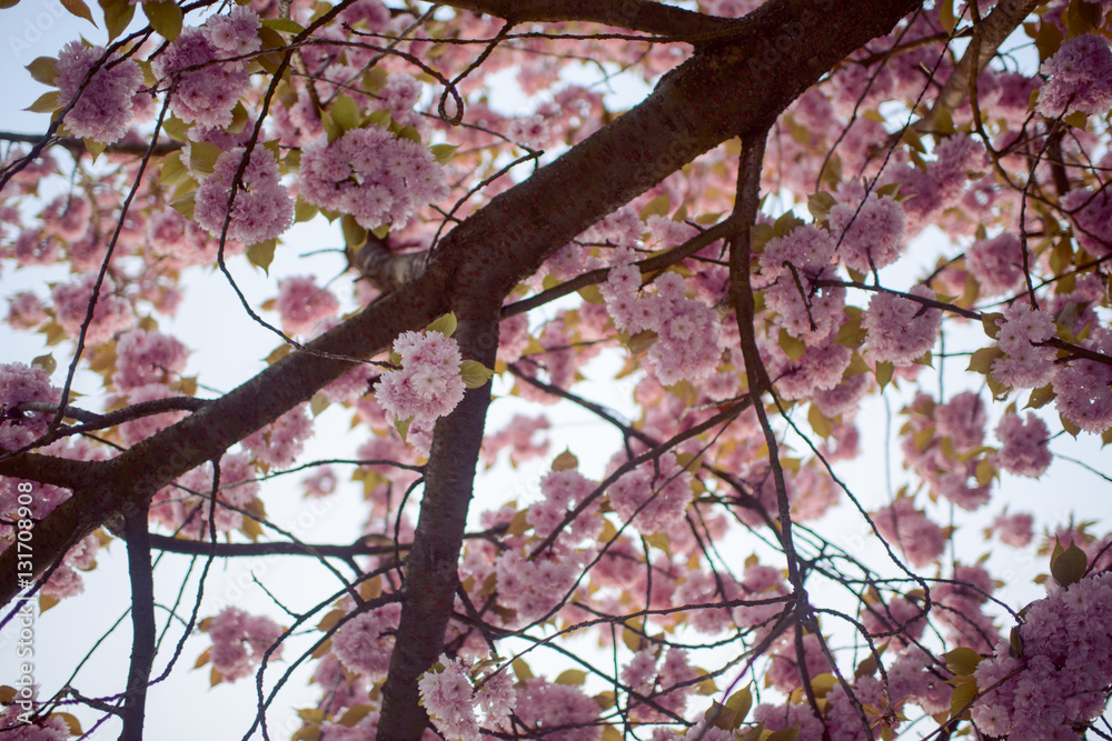 Spring Cherry blossoms, pink flowers. Spring Cherry blossoms, pink flowers.