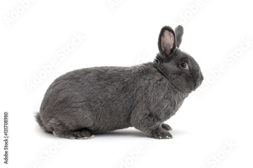 Isolated image of a big vienna blue rabbit