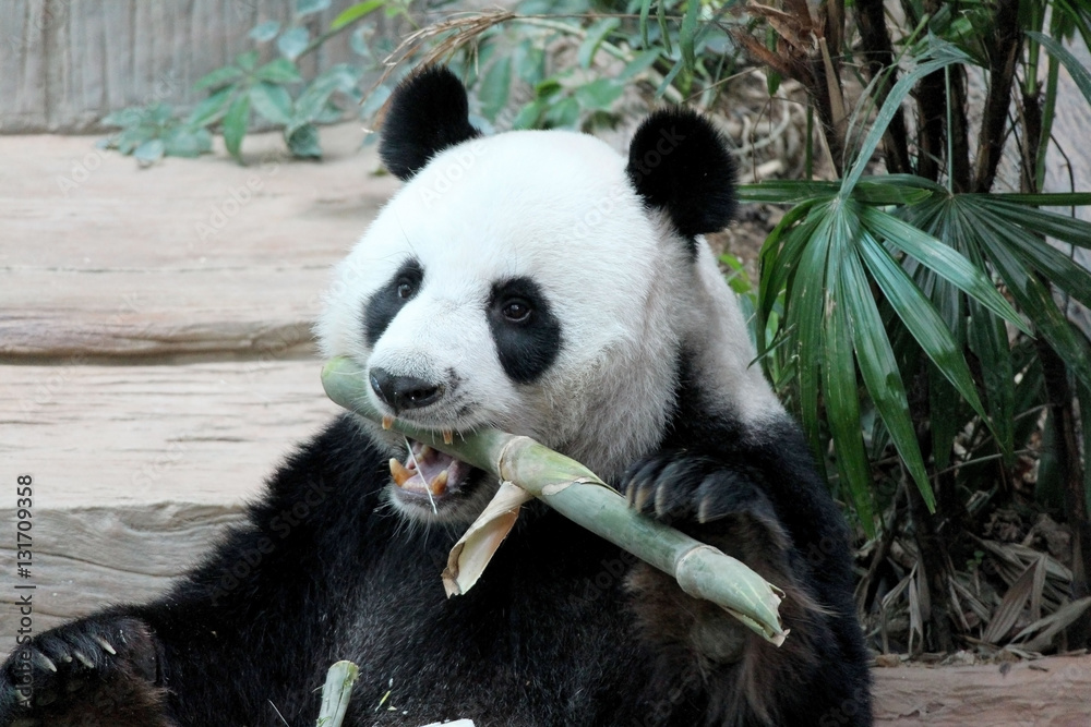 Panda in Thailand Panda in Thailand