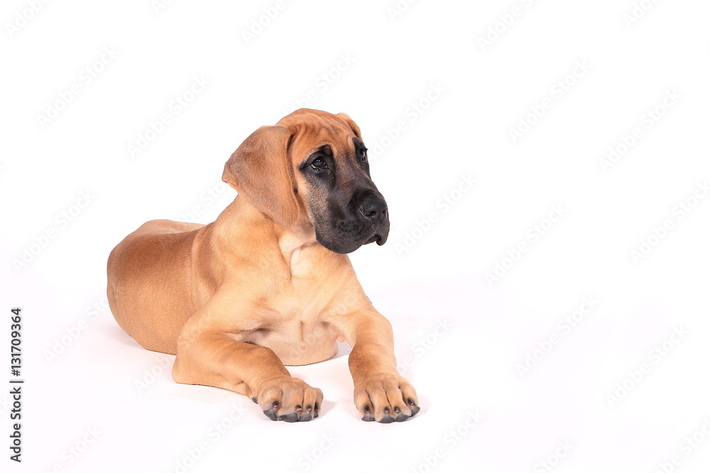 Puppy fawn Great Dane,German breed, in front of white background