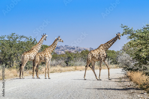 Giraffes crossing