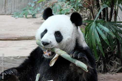 Panda in Thailand