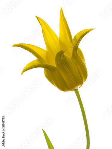yellow lily tulip vertical