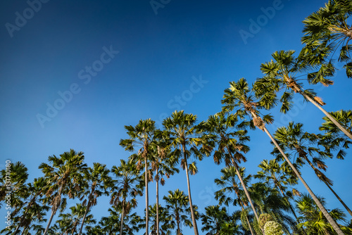 Palm trees on blue sky