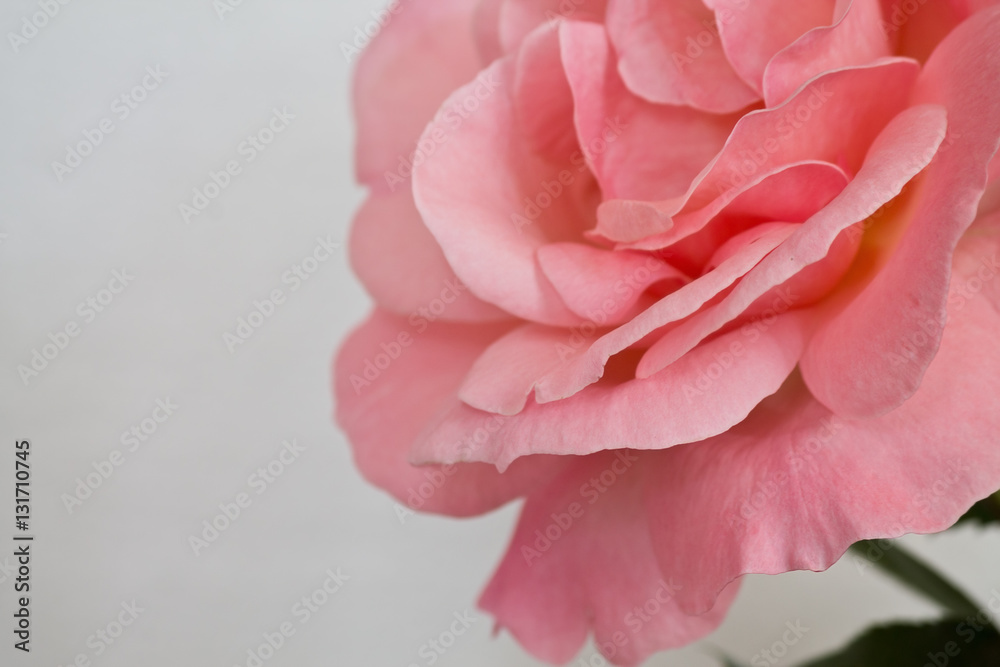 one pink rose closeup on a white background