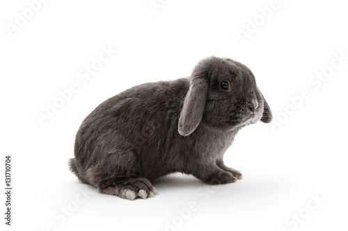 Isolated image of a cute mini lop rabbit