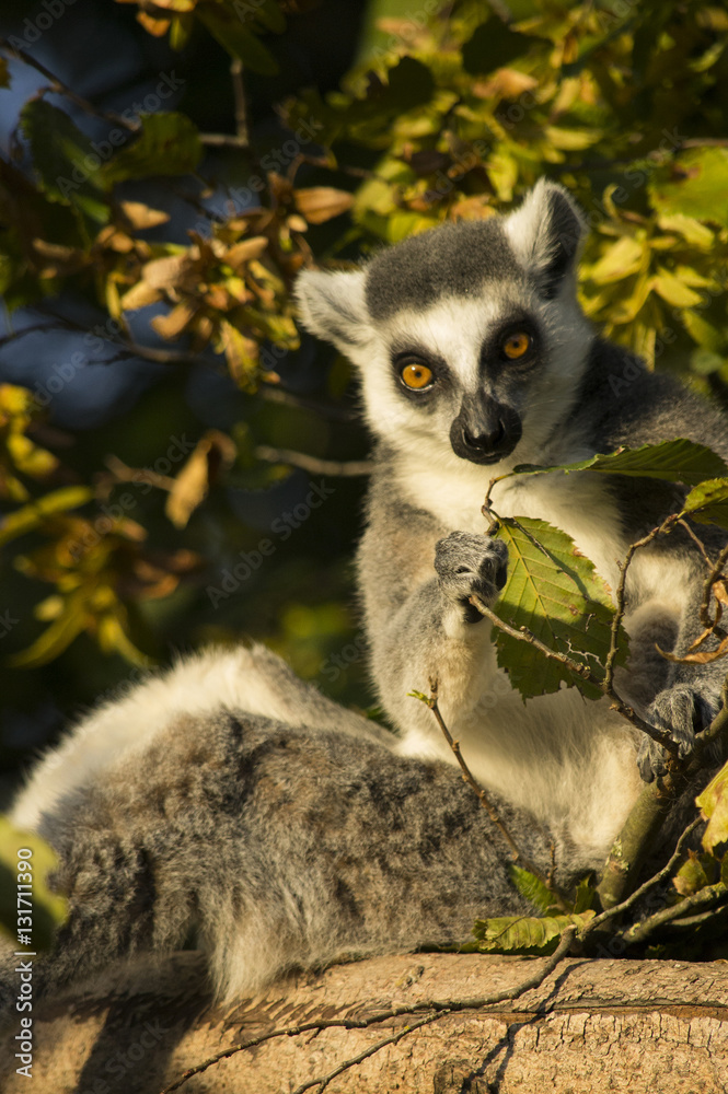 Obraz premium Lemur Katta