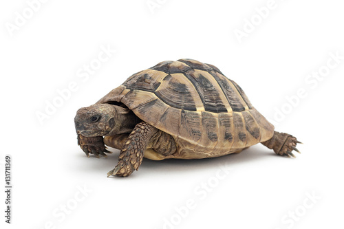 Isolated image of a turtle photo