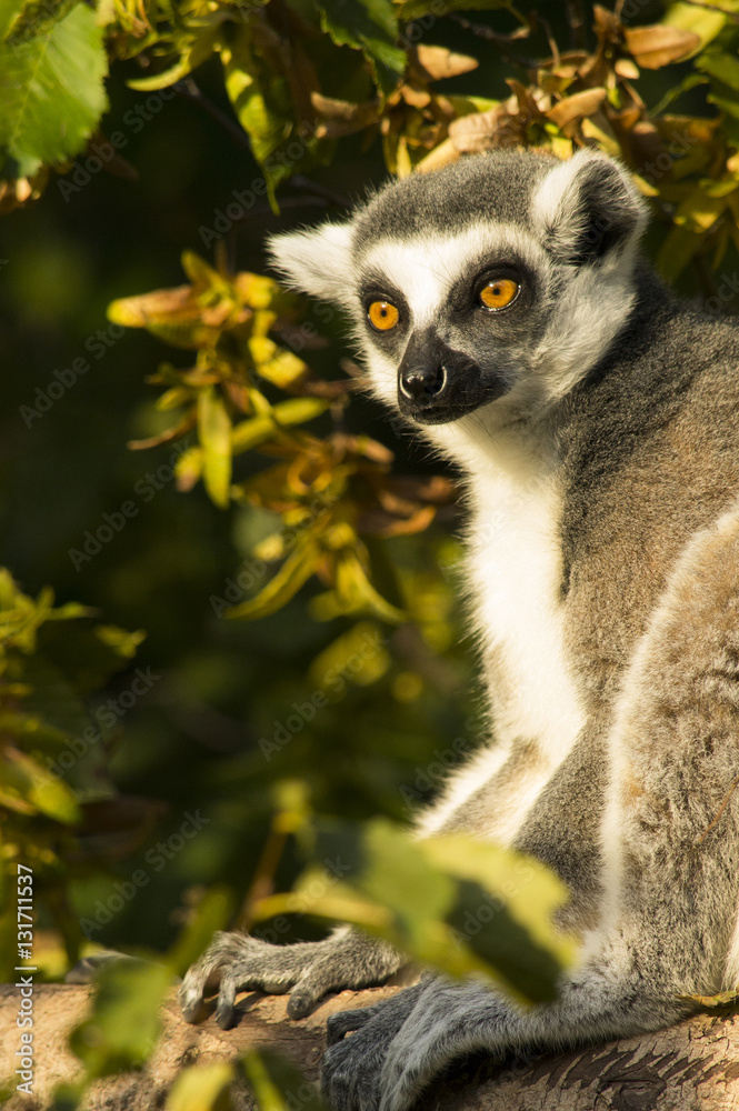 Lemur Katta Lemur Katta