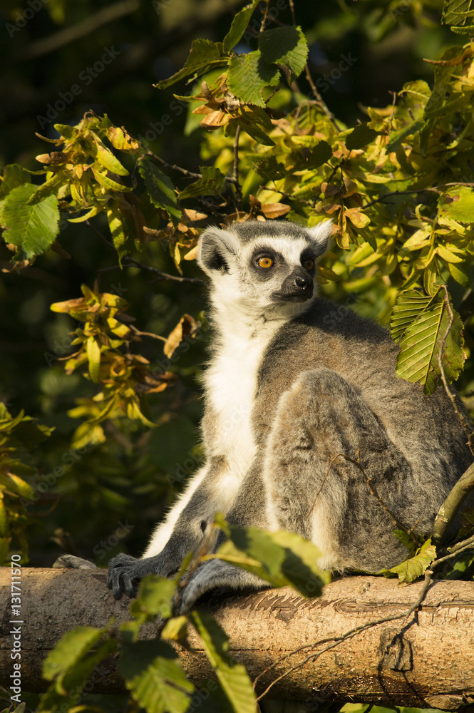 Fototapeta premium Lemur Katta