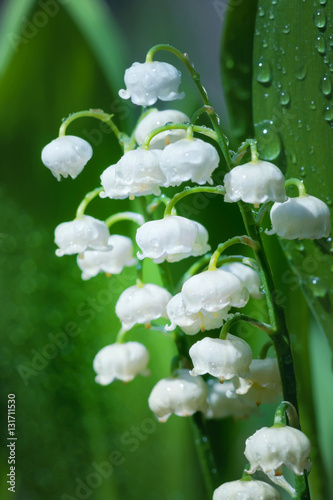 Blooming lilies of the valley in drops of rain.