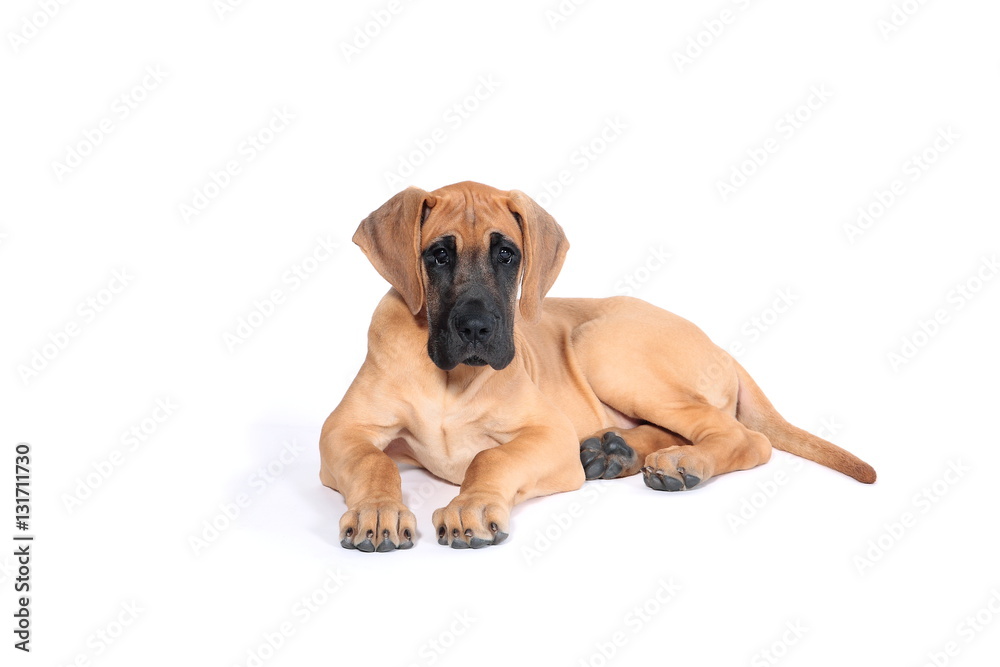 Puppy fawn Great Dane,German breed, in front of white background - obrazy, fototapety, plakaty 